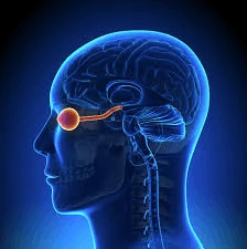 Find Best Neuro Ophthalmologist Doctor in Pune